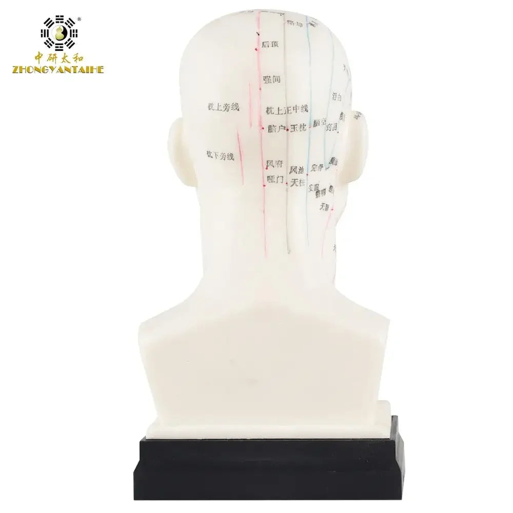 Chinese Acupuncture Model Head Acupuncture Point He Human Acupuncture Point Model Head Meridian