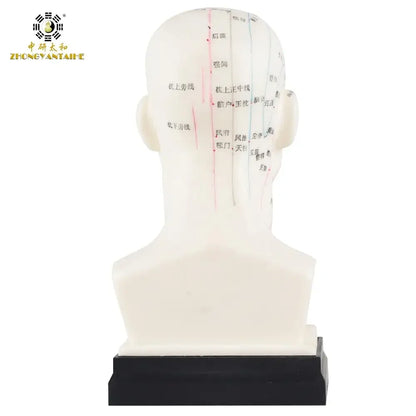 Chinese Acupuncture Model Head Acupuncture Point He Human Acupuncture Point Model Head Meridian