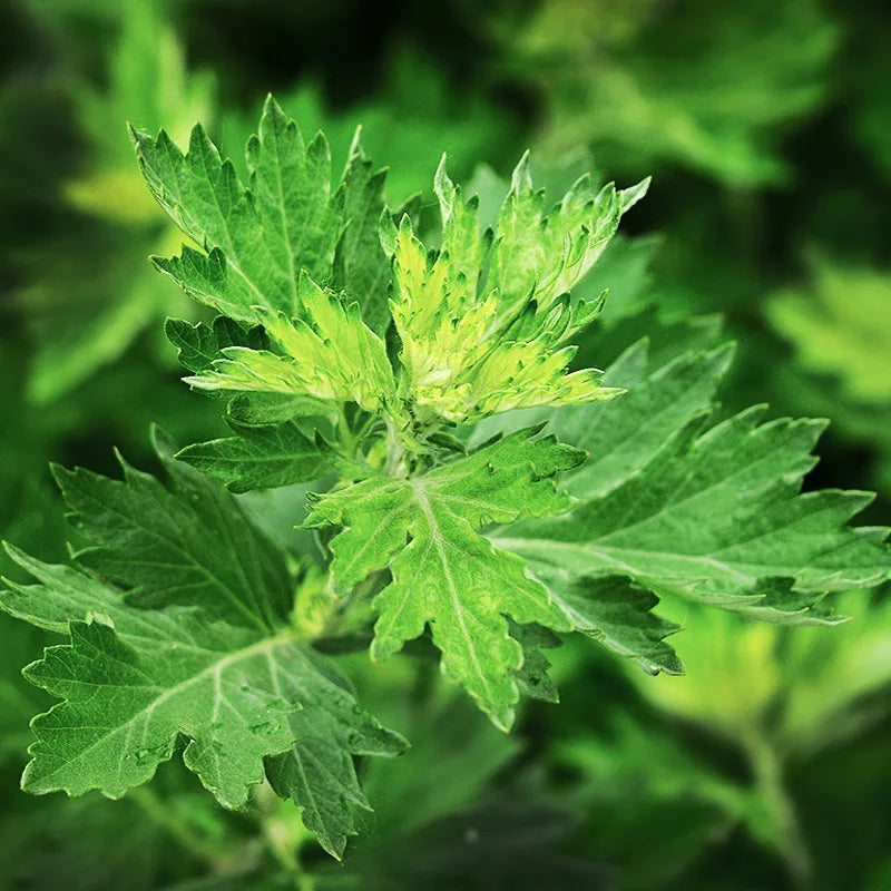 500g Natural Pure Mugwort Leaf Wormwood Moxa Herb Slimming Foot Cleansing Soak Dehumidification Detox Body Relax Health Care