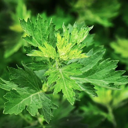 500g Natural Pure Mugwort Leaf Wormwood Moxa Herb Slimming Foot Cleansing Soak Dehumidification Detox Body Relax Health Care