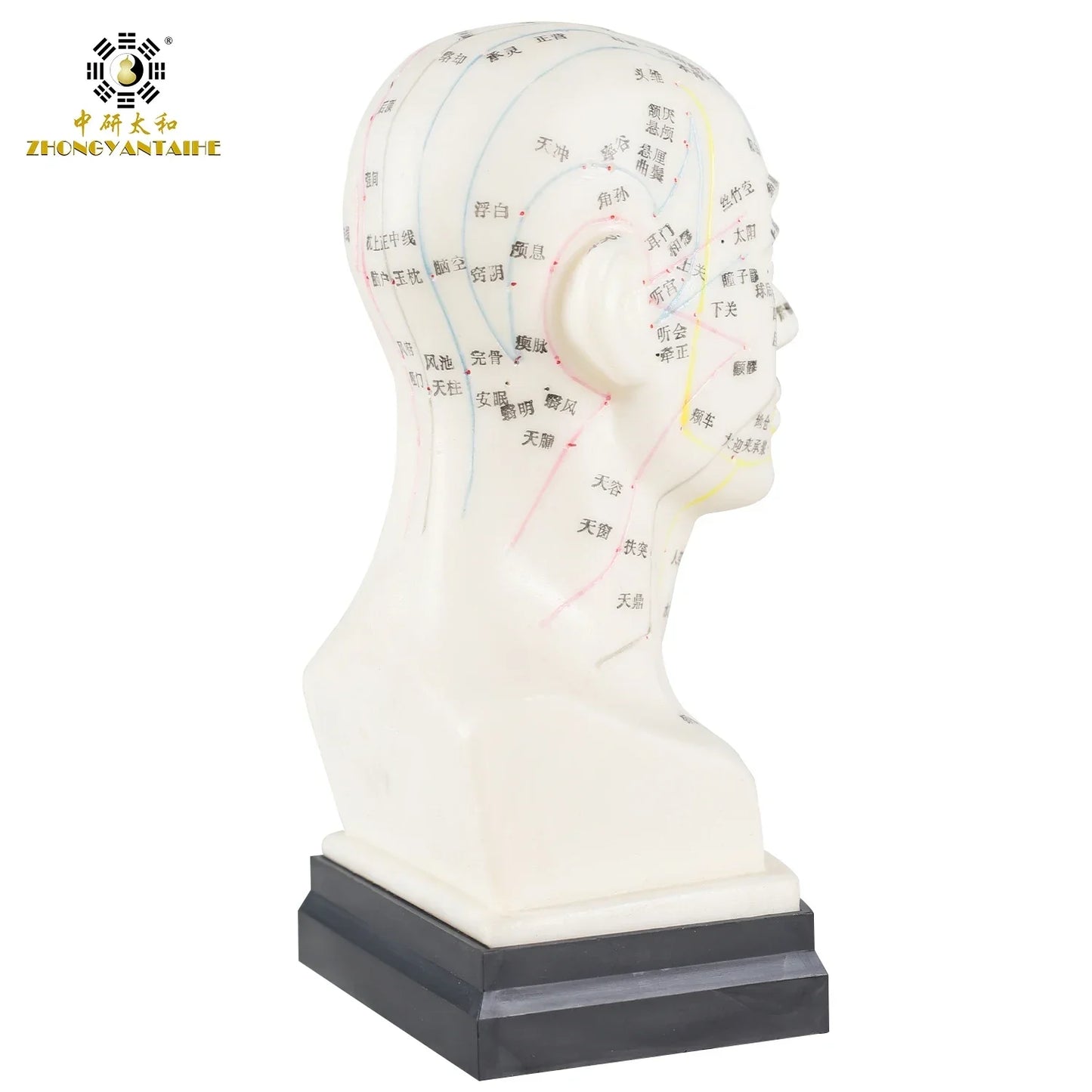 Chinese Acupuncture Model Head Acupuncture Point He Human Acupuncture Point Model Head Meridian