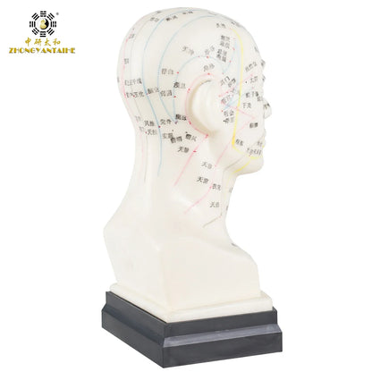 Chinese Acupuncture Model Head Acupuncture Point He Human Acupuncture Point Model Head Meridian