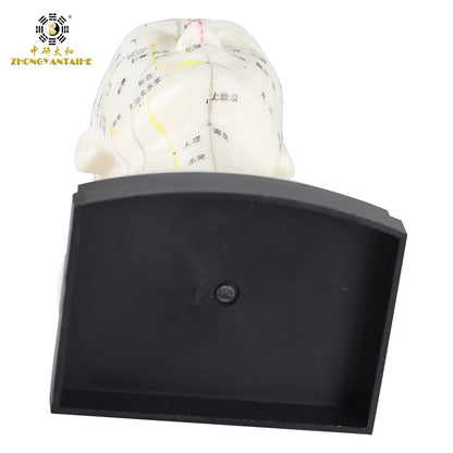 Chinese Acupuncture Model Head Acupuncture Point He Human Acupuncture Point Model Head Meridian