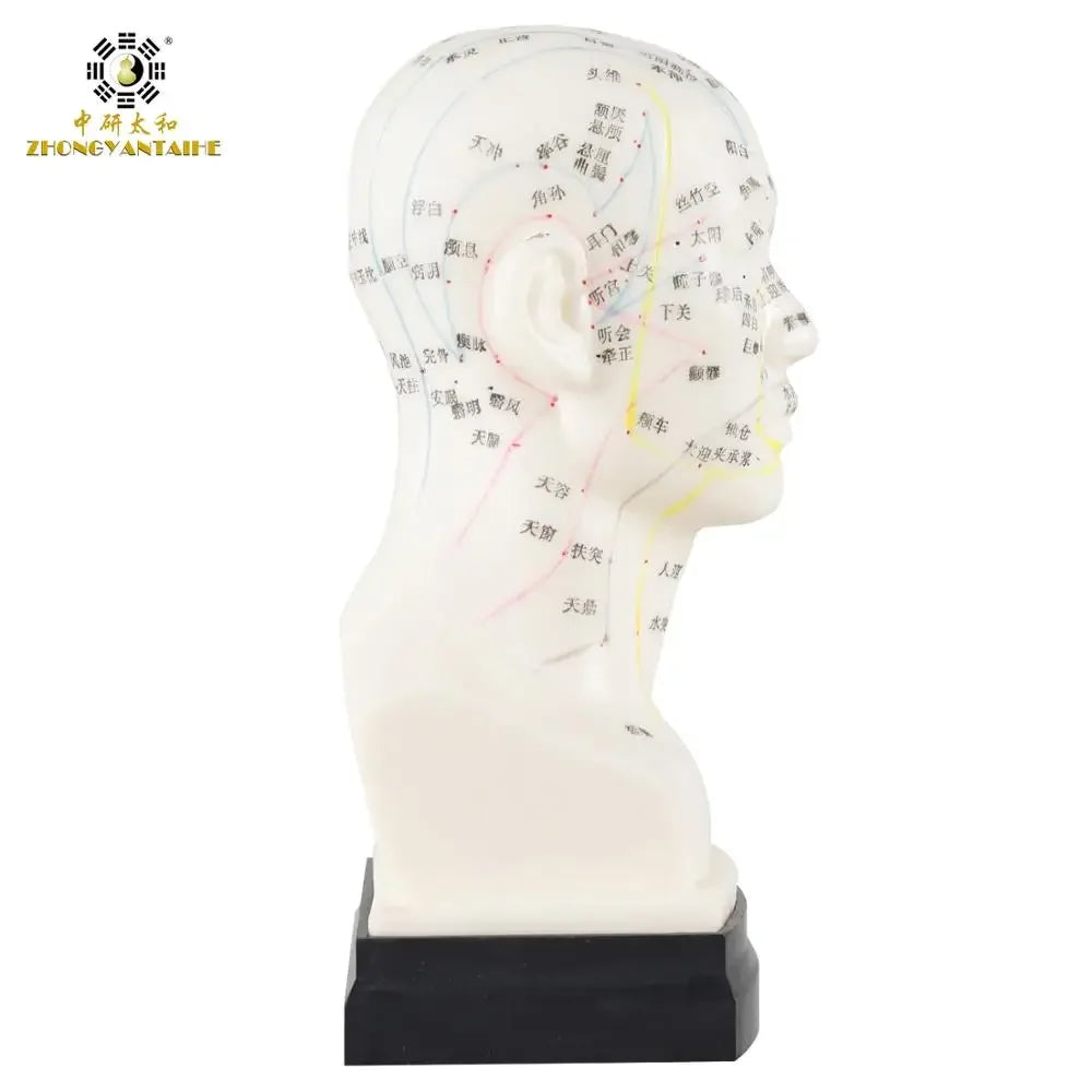 Chinese Acupuncture Model Head Acupuncture Point He Human Acupuncture Point Model Head Meridian