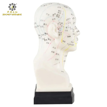 Chinese Acupuncture Model Head Acupuncture Point He Human Acupuncture Point Model Head Meridian