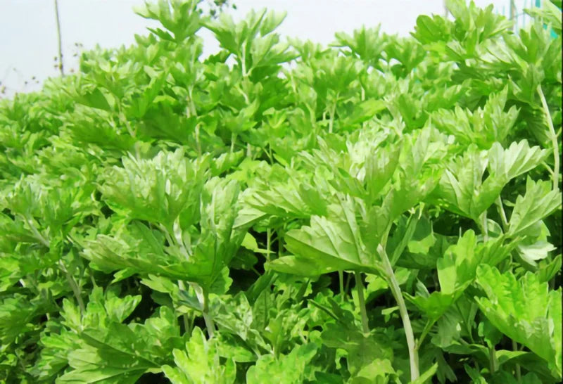 10ml Wormwood Scraping Essential Oil Mugwort Pure Nature Moxibustion Oils Meridian Massage Cupping Moxa Accessories Health Care