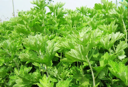 10ml Wormwood Scraping Essential Oil Mugwort Pure Nature Moxibustion Oils Meridian Massage Cupping Moxa Accessories Health Care