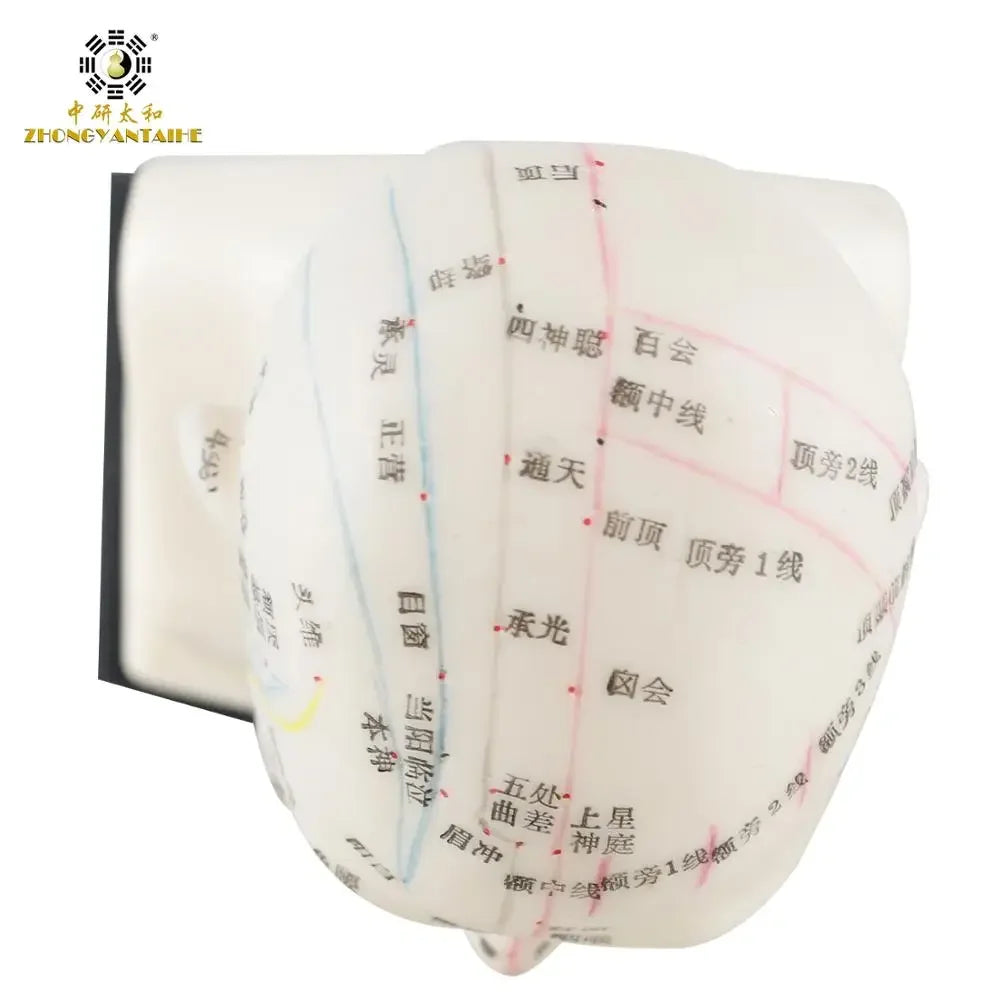 Chinese Acupuncture Model Head Acupuncture Point He Human Acupuncture Point Model Head Meridian