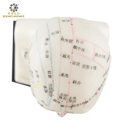 Chinese Acupuncture Model Head Acupuncture Point He Human Acupuncture Point Model Head Meridian